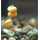 Enterprise Tackle Pop Up Maize
