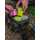 FOX - Camolite EVA Bait Storage Medium, Medium+ und Large