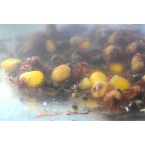 Bait Service Straubing - Prepared Partikel Natural Hanf...