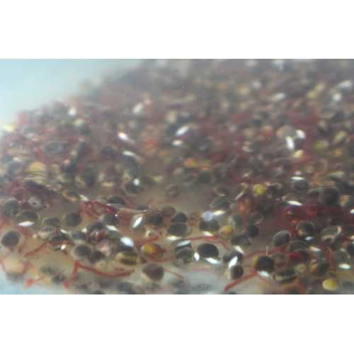 Bait Service Straubing - Prepared Partikel Natural Hanf...