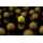 Sticky Baits - Pop Ups Range Manilla Yellow Ones - 16 mm