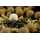 Sticky Baits - Wafters Manilla White Ones - 16 mm (noch 3 x verfügbar)