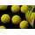 Sticky Baits - Wafters Manilla Yellow Ones - 16 mm