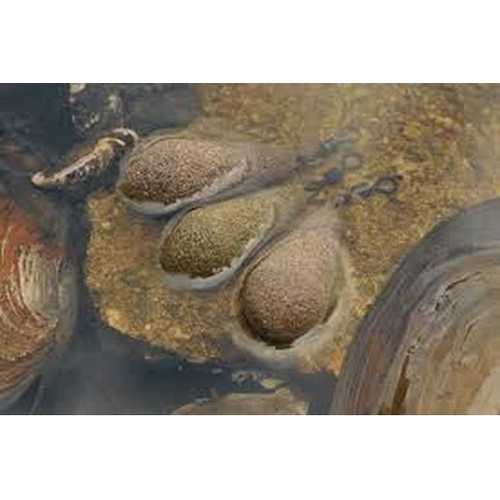 Korda - Textured Square Pear Swivel