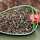 Bait Service Straubing - Hanf - 5 Kg