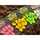Korda - Slow Sinking Maize / Fake Bait